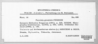Puccinia graminis image